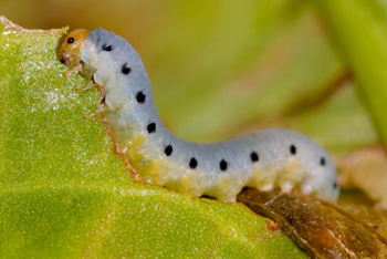 Caterpillar