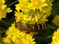 Campsomeris prismatica