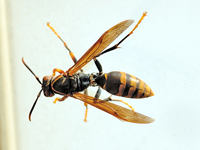 Polistes rothneyi koreanus