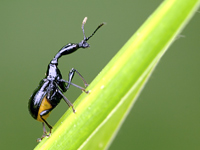 Cycnotrachelus coloratus