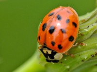 Harmonia axyridis