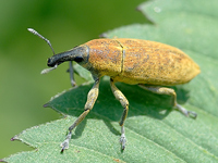 Lixus divaricatus