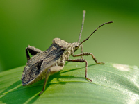 Melypteryx fulginosa