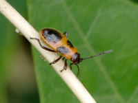 Tropidothorax cruciger