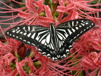 Papilio xuthus