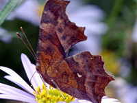 Polygonia c album