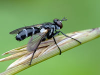 Baccha maculata
