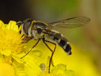 Meliscaeva cinctella