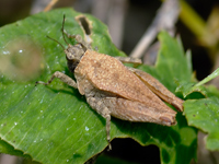 Criotettix japonicus