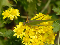 Phaneroptera nigroantennata