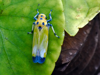 Bothrogonia Japonica