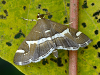 Dysgonia arctotaenia