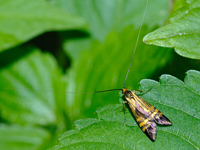 Nemophora staududingerella