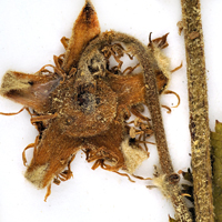 Rubus-crataegifolius