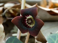 Asarum sieboldii