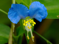 Commelina communis