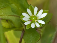 Stellaria media