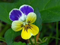 Viola tricolor