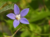 Wahlenbergia marginata