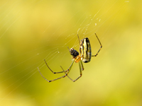 Leucauge Blanda