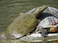 Amur softshell turtle