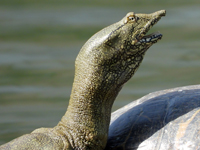 Amur softshell turtle