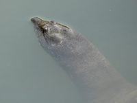 Amur softshell turtle