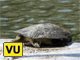 Chinese softshell turtle