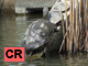Chinese stripe necked turtle
