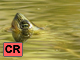 Chinese stripe necked turtle