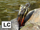 Midland painted turtle