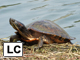 Red-eared slider