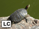 Red-eared slider
