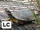 Red-eared slider