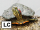 Red-eared slider