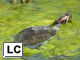 Red-eared slider