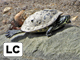 Yellow-bellied slider