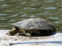 Chinese softshell turtle