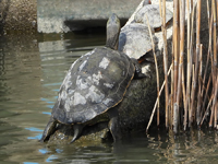 Chinese stripe necked turtle