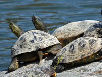 Chinese stripe necked turtle