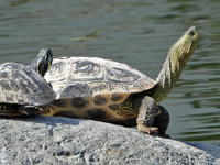 Chinese stripe necked turtle