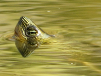 Chinese stripe necked turtle
