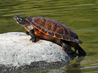 Florida red-bellied cooter