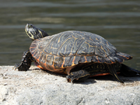 Florida red-bellied cooter