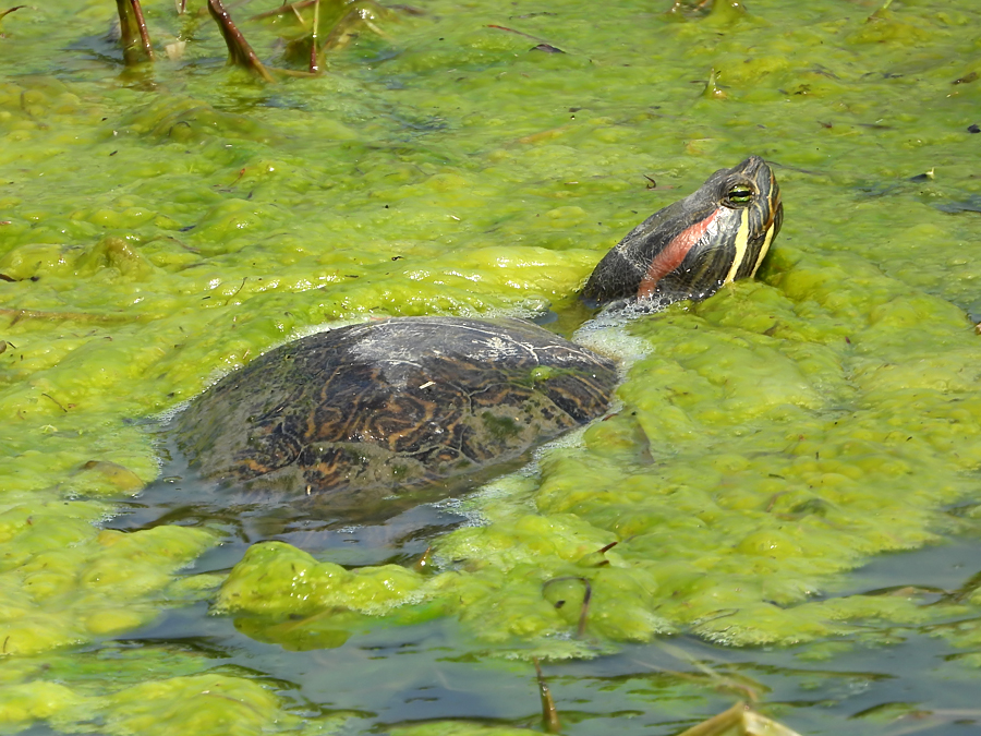 Red-eared slider