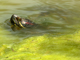 Red-eared slider