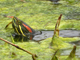 Red-eared slider
