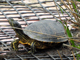 Red-eared slider