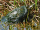 Red-eared slider