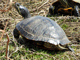 Red-eared slider